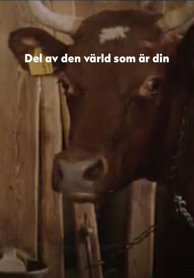 Del av den värld som är din